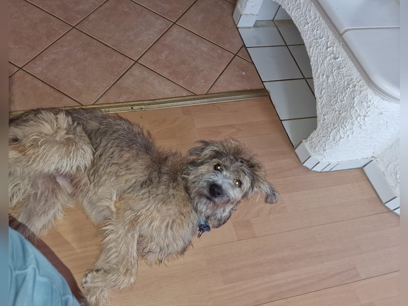 TUCKER - Freundlicher, neugieriger Rüde sucht erfahrene Menschen