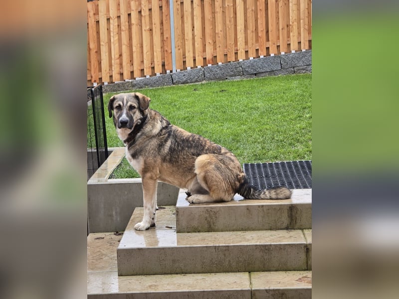 NOROC - Freundlicher Rüde in 84416 Taufkirchen sucht Menschen mit Herz