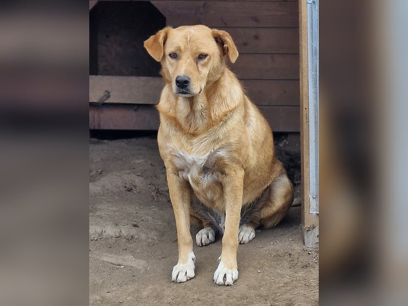 GROGU, ca 60cm bereit die Welt zu erkunden
