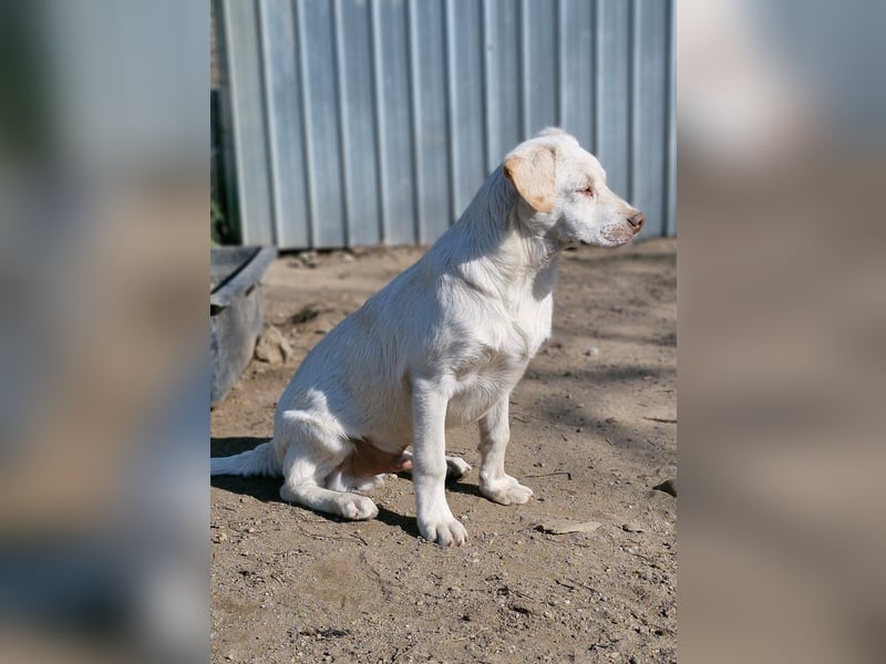 BAM - verspielter Bub sucht Familie für Abenteuer