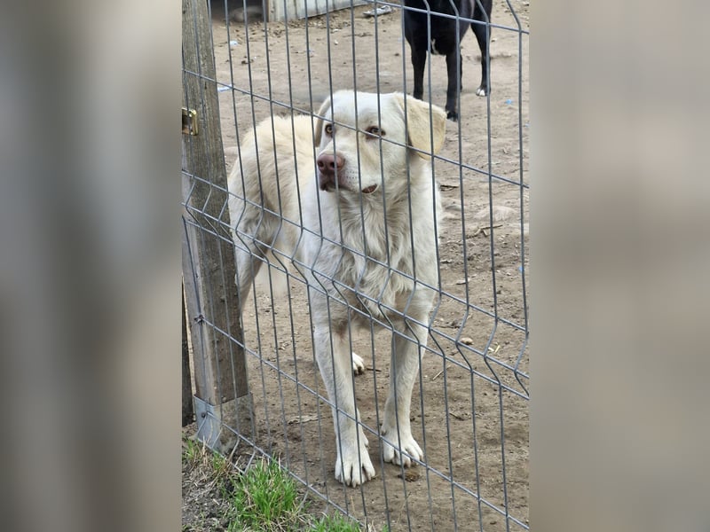BIM - Traumhund sucht Traumzuhause