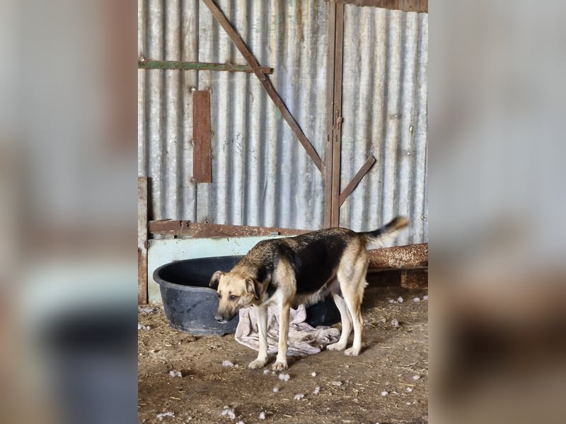 NINA - Herzenshündin sucht liebevolles Zuhause