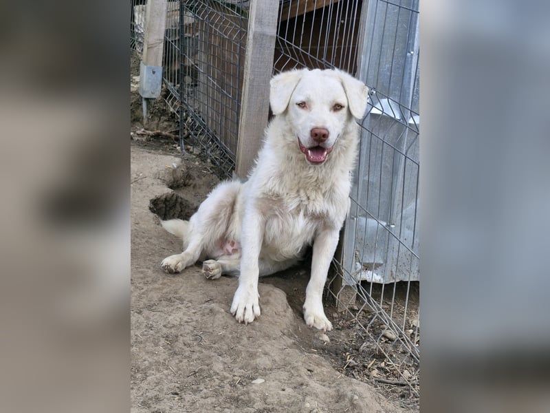 BOM - wann verliebt sich endlich jemand in den tollen Bub?