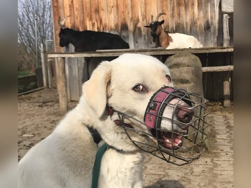 WHITY - hünbsche Hündin sucht erfahrene Menschen