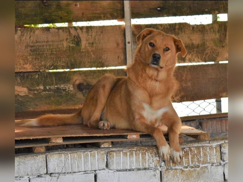 GROGU, ca 60cm bereit die Welt zu erkunden