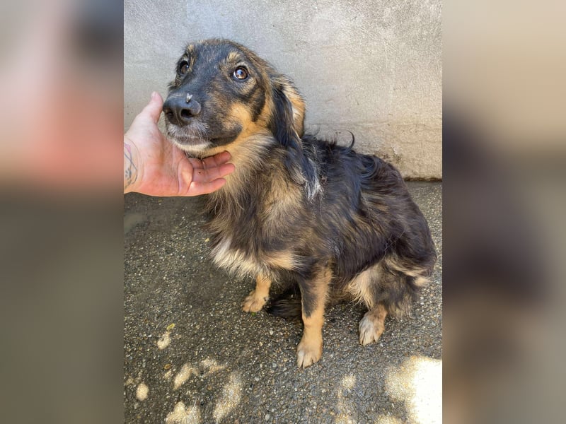 Mojo – ein Junghund zum Verlieben