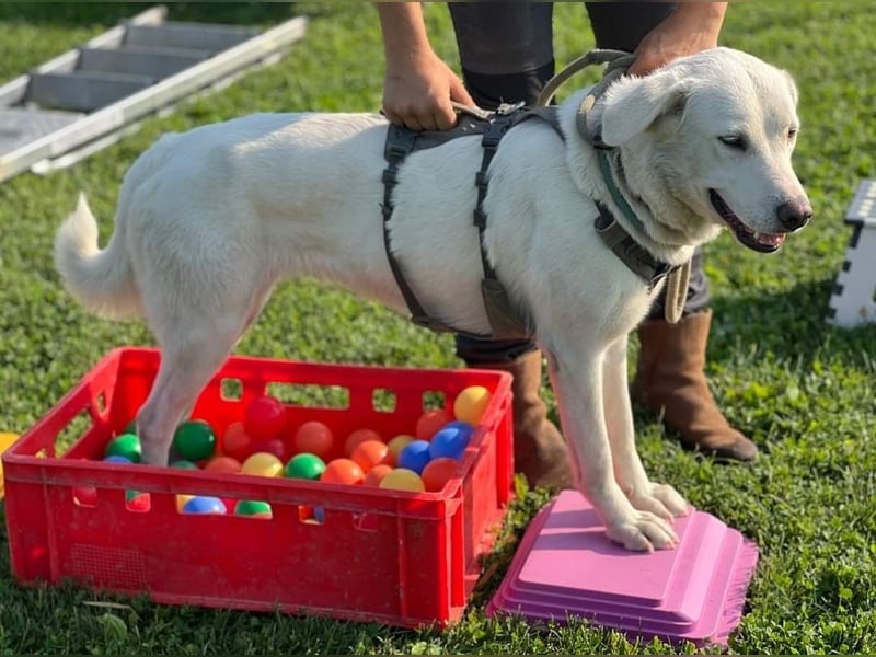 WHITY - hünbsche Hündin sucht erfahrene Menschen