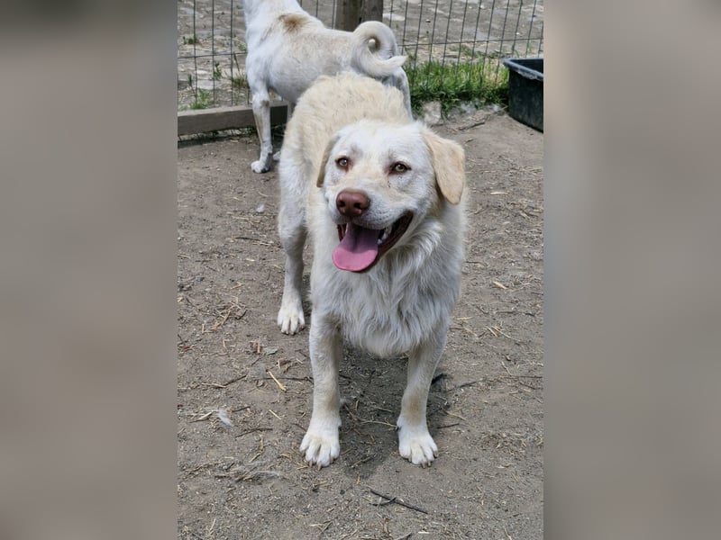 BIM - Traumhund sucht Traumzuhause