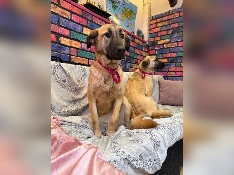 Bambu sucht ein Zuhause oder eine Pflegestelle