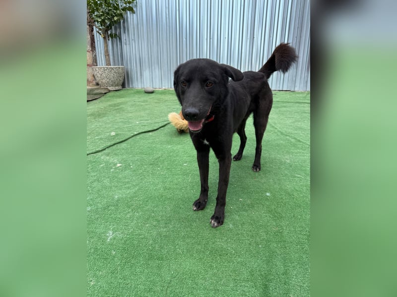 Nero sucht ein Zuhause oder eine Pflegestelle