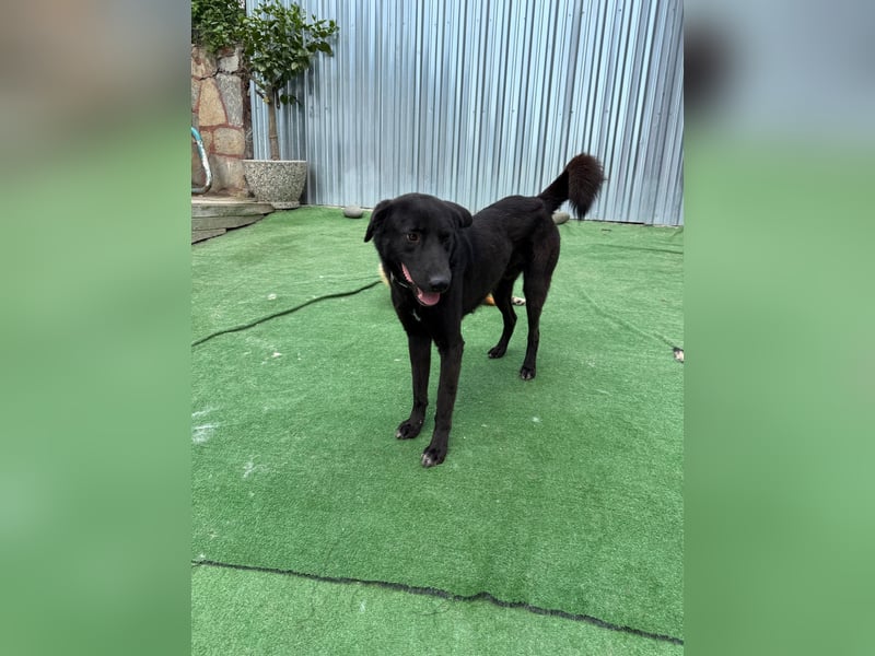 Nero sucht ein Zuhause oder eine Pflegestelle