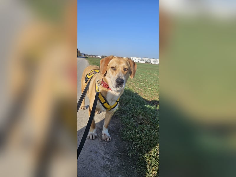 Lebhafte Milk sucht ein Zuhause