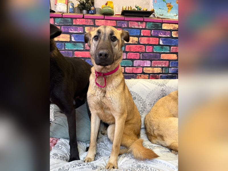 Bambu sucht ein Zuhause oder eine Pflegestelle