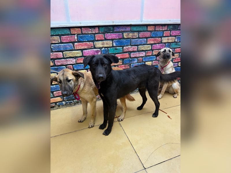Nero sucht ein Zuhause oder eine Pflegestelle