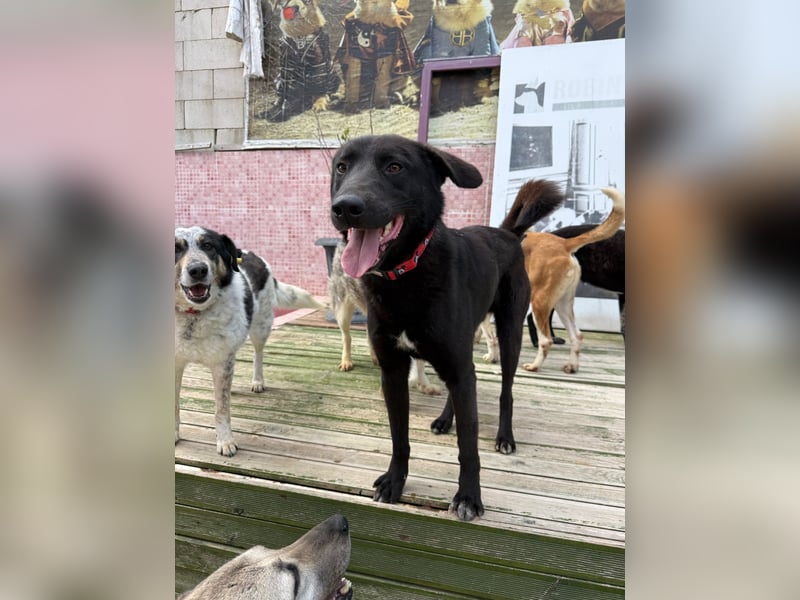 Nero sucht ein Zuhause oder eine Pflegestelle