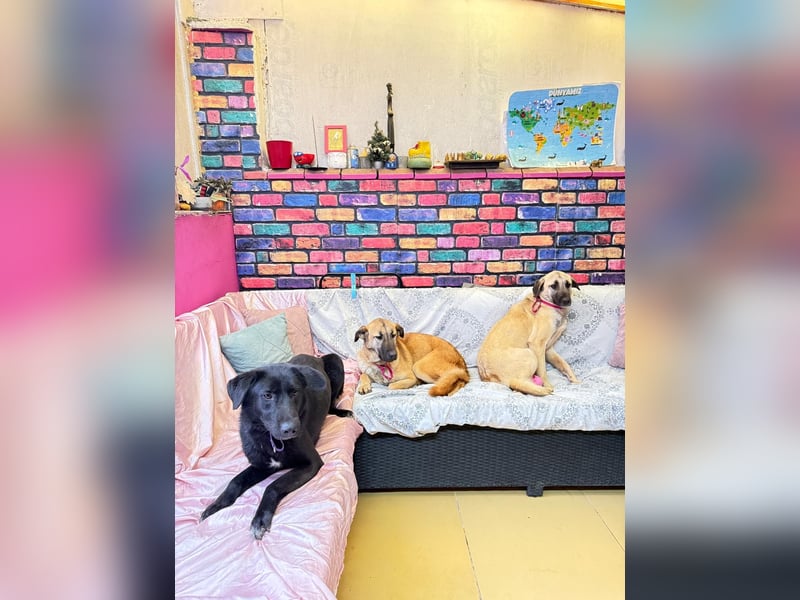 Bambu sucht ein Zuhause oder eine Pflegestelle