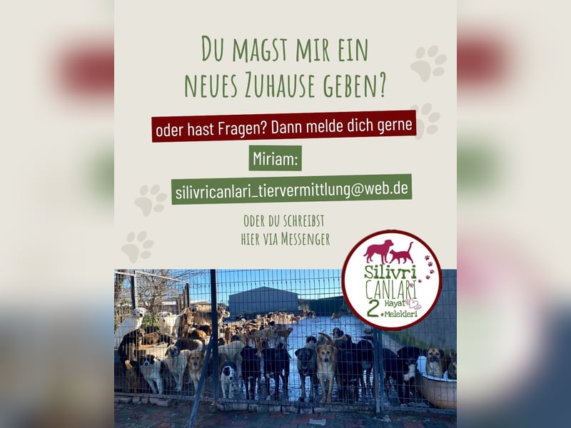 Bisküvi sucht ein Zuhause oder eine Pflegestelle