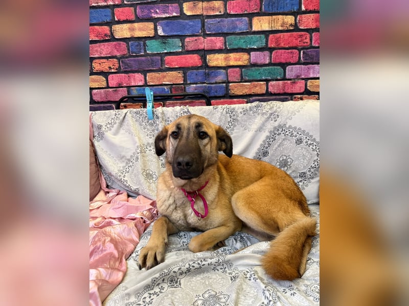 Bambu sucht ein Zuhause oder eine Pflegestelle
