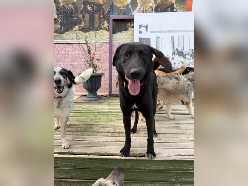 Nero sucht ein Zuhause oder eine Pflegestelle