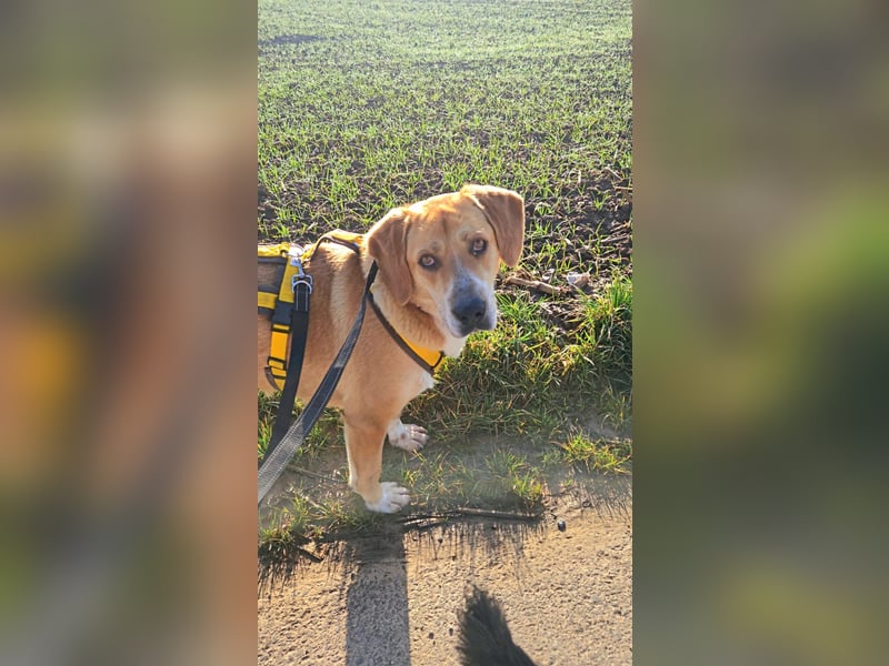 Lebhafte Milk sucht ein Zuhause