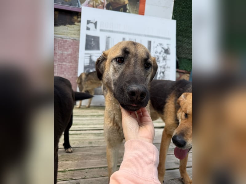 Bambu sucht ein Zuhause oder eine Pflegestelle