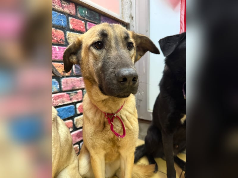 Bambu sucht ein Zuhause oder eine Pflegestelle
