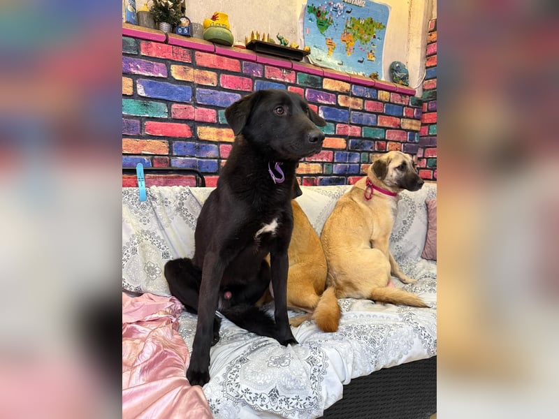 Nero sucht ein Zuhause oder eine Pflegestelle