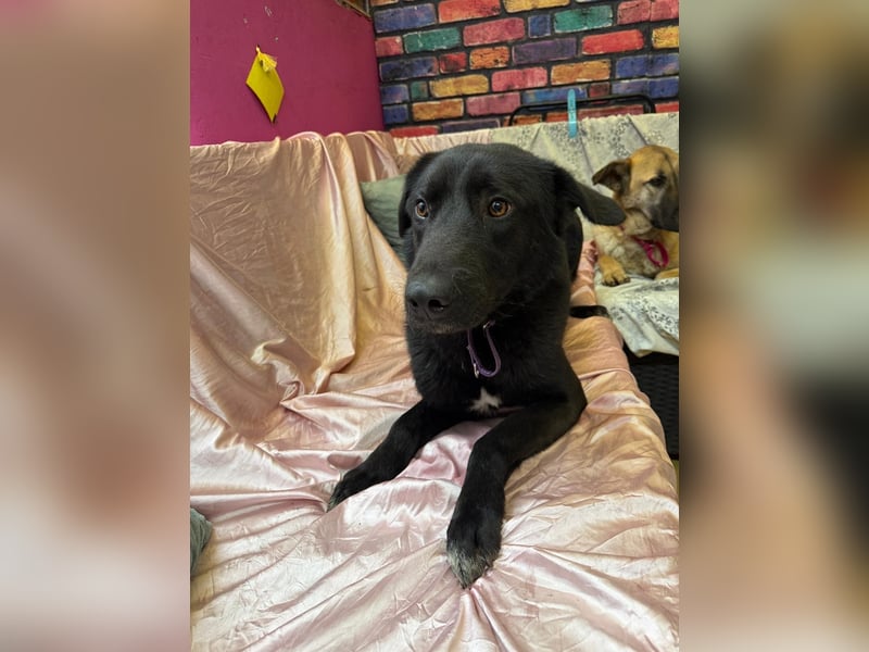 Nero sucht ein Zuhause oder eine Pflegestelle