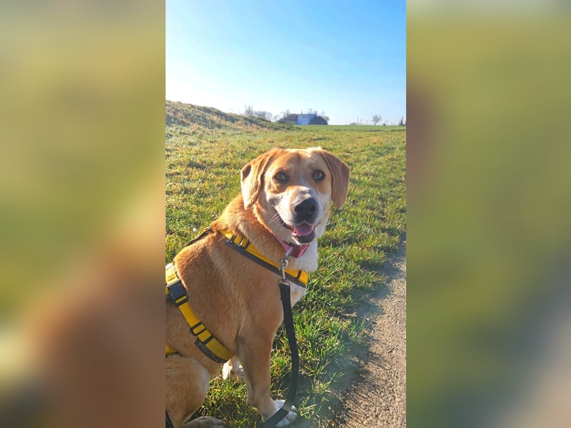 Lebhafte Milk sucht ein Zuhause