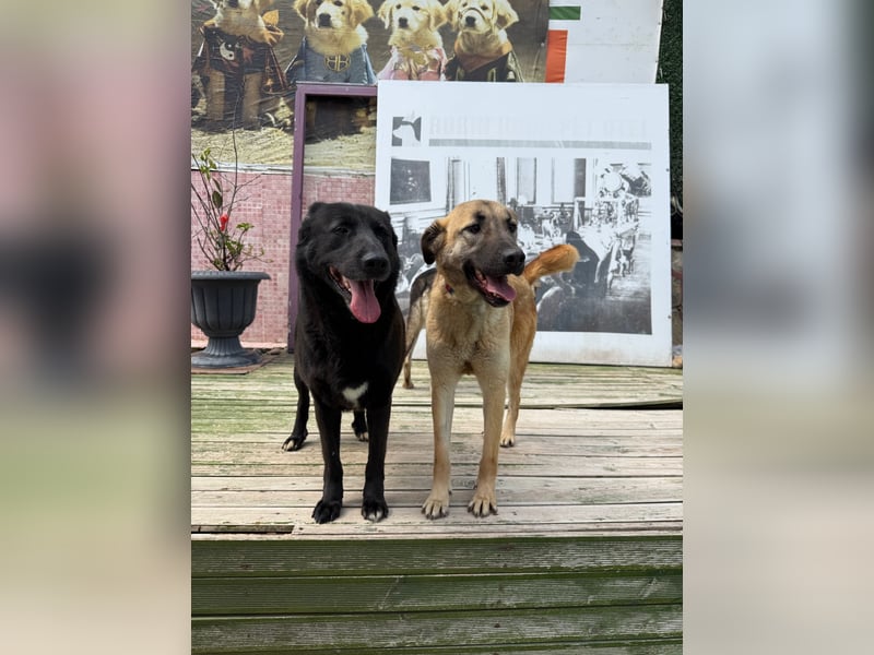 Bambu sucht ein Zuhause oder eine Pflegestelle