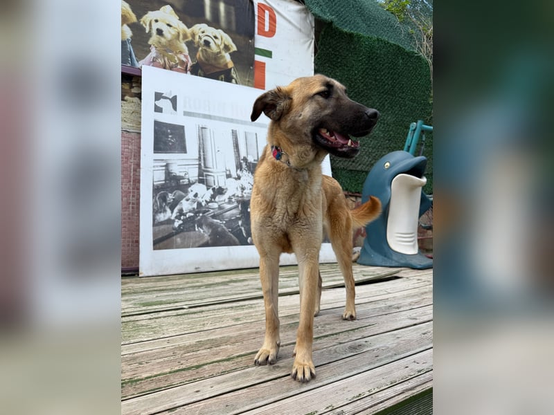 Bambu sucht ein Zuhause oder eine Pflegestelle