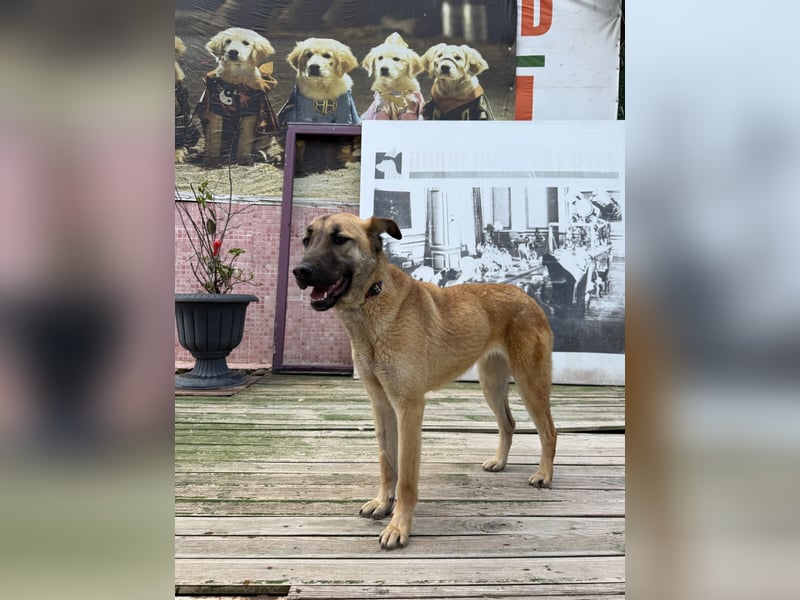 Bambu sucht ein Zuhause oder eine Pflegestelle