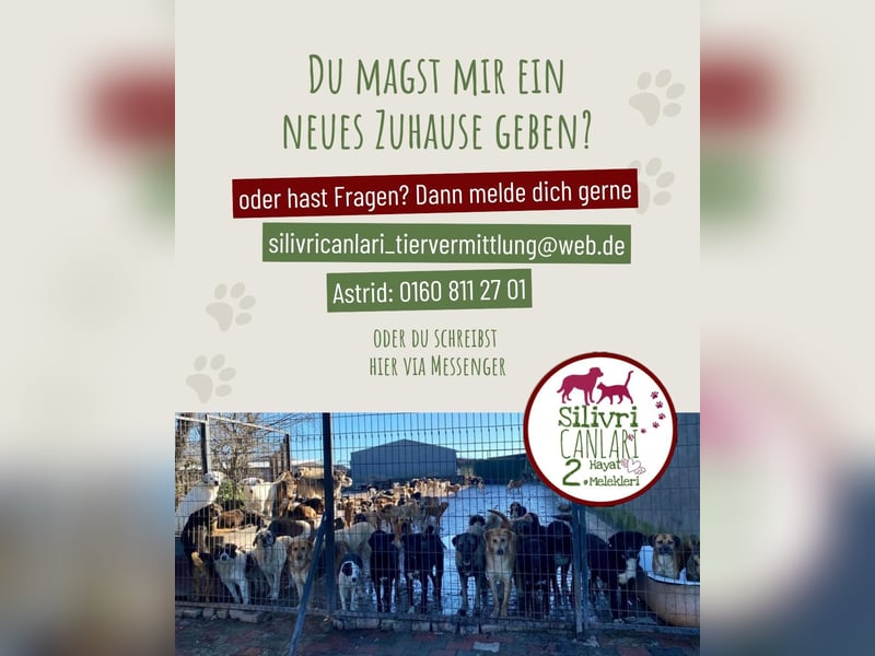Nero sucht ein Zuhause oder eine Pflegestelle