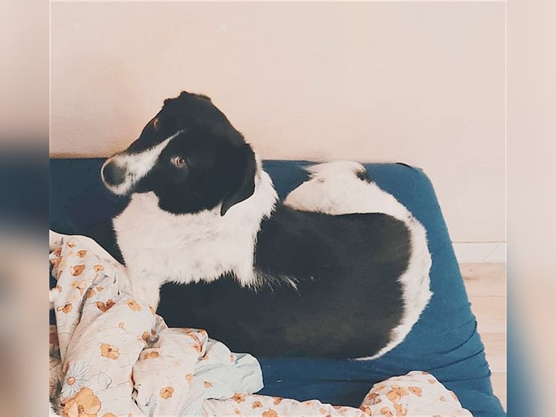 MILO, ein Frauenhund. Kennt auch Katzen. Bereits auf PS in Deutschland