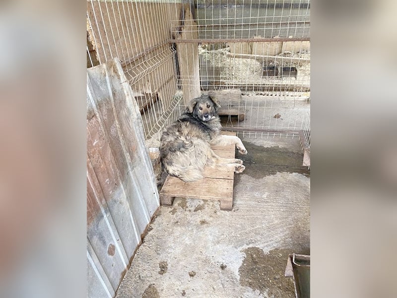 MIO, wunderschöner, megalieber großer Bär