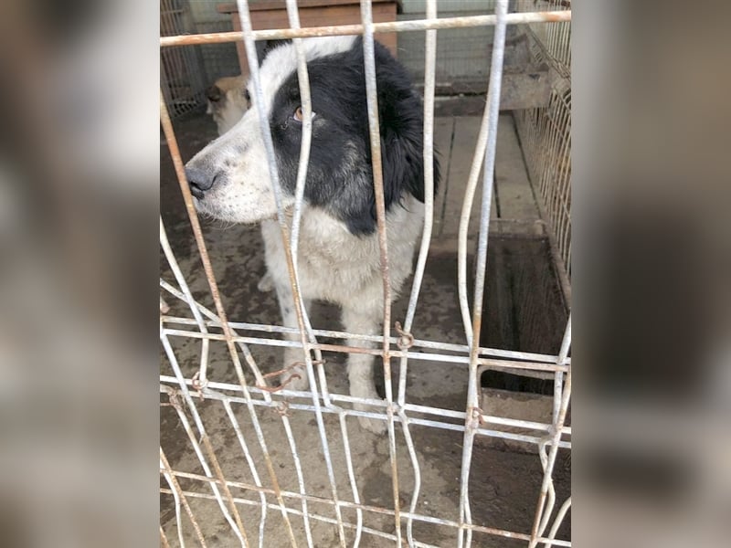 INNIKA, eine Traummaus