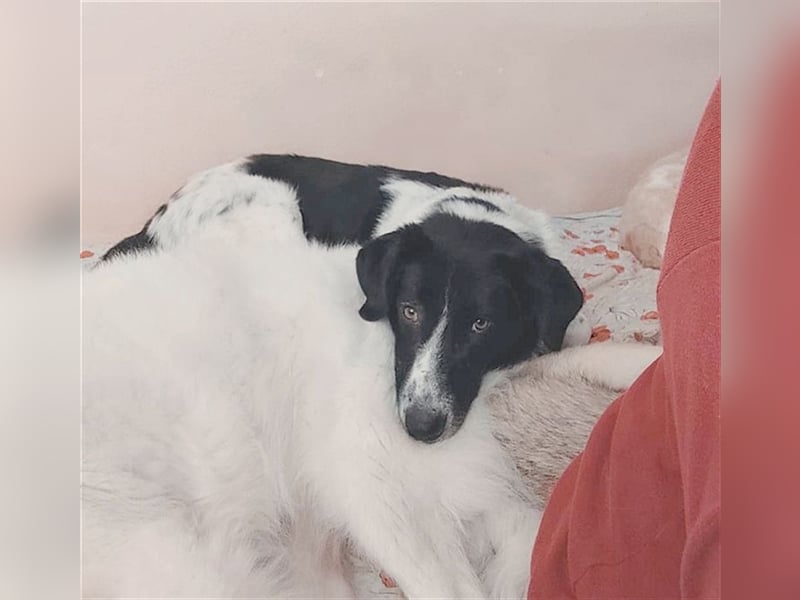 MILO, ein Frauenhund. Kennt auch Katzen. Bereits auf PS in Deutschland