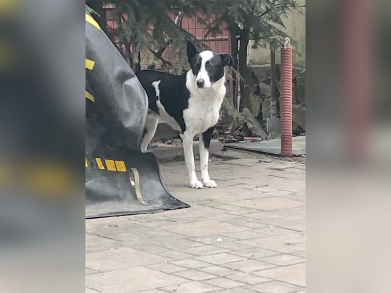 ALMA,absoluter Notfall!!!