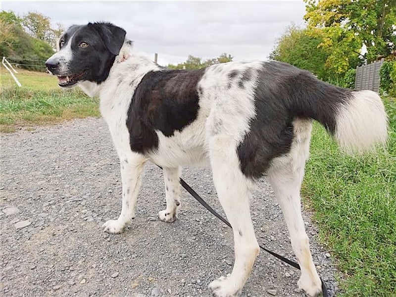 MILO, ein Frauenhund. Kennt auch Katzen. Bereits auf PS in Deutschland