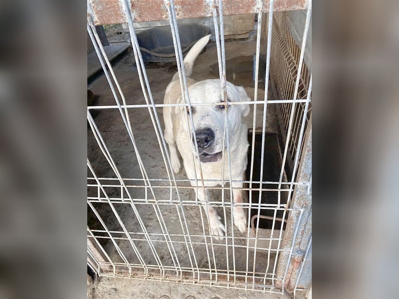 MIMO, ein Traumbub. Mag Katzen und liebt die Menschen so sehr