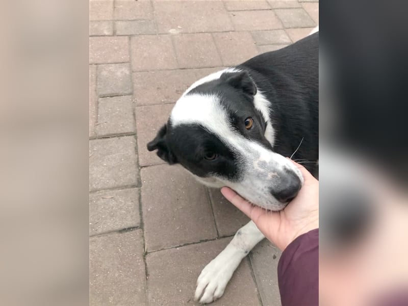 ALMA,absoluter Notfall!!!