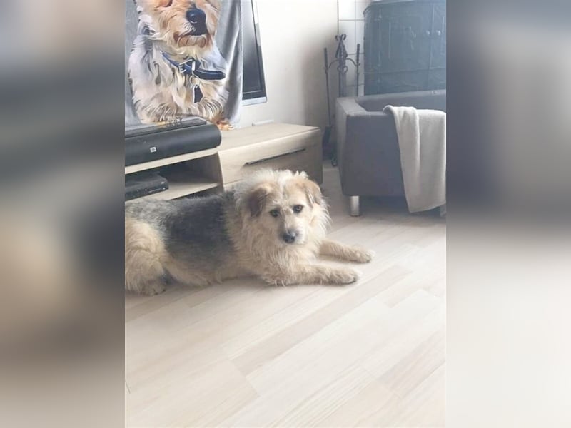 CARAMELLA,gemütliche Maus. Bereits in Deutschland aus PS