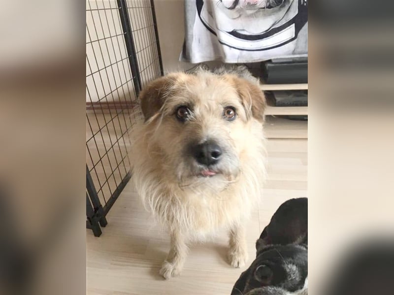 CARAMELLA,gemütliche Maus. Bereits in Deutschland aus PS