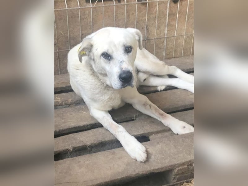 MIMO, ein Traumbub. Mag Katzen und liebt die Menschen so sehr