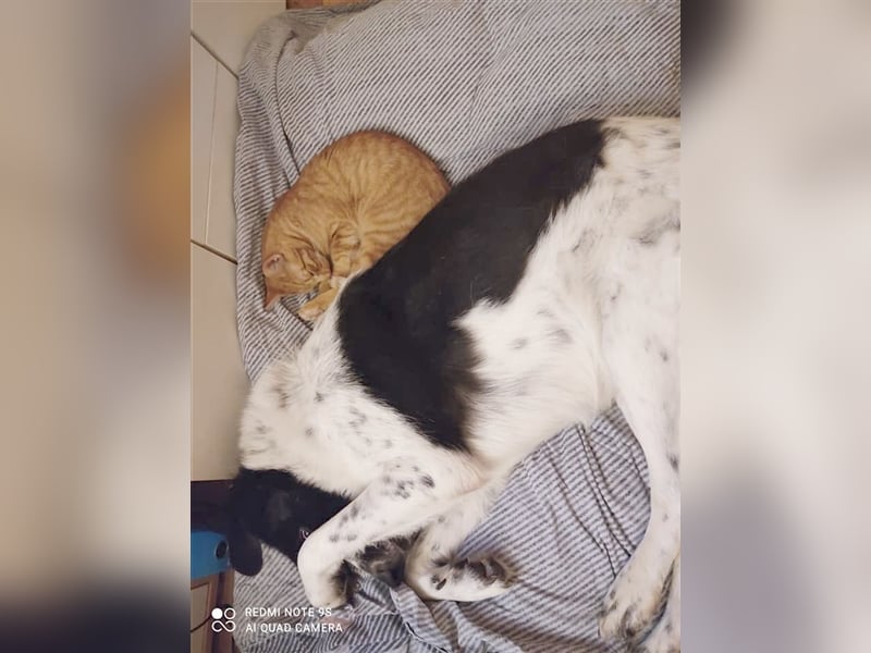 MILO, ein Frauenhund. Kennt auch Katzen. Bereits auf PS in Deutschland