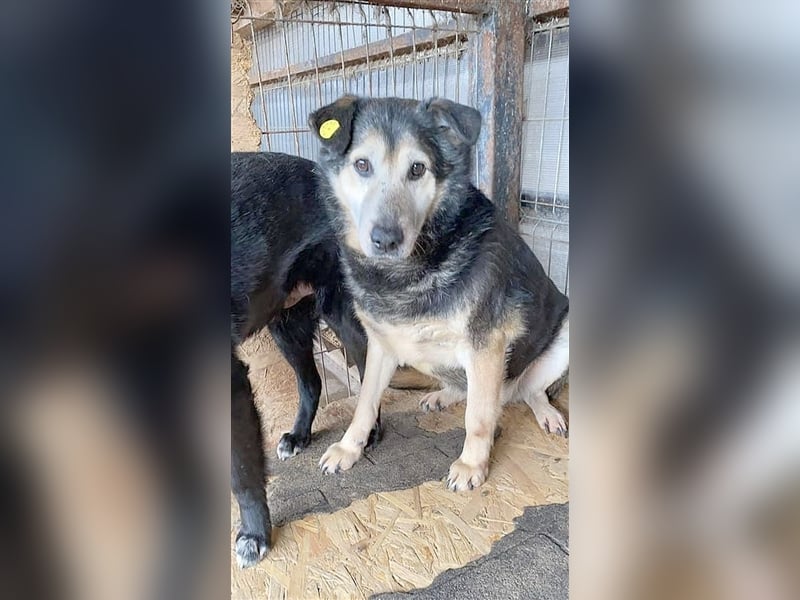 KANO, sucht dringend ein Zuhause