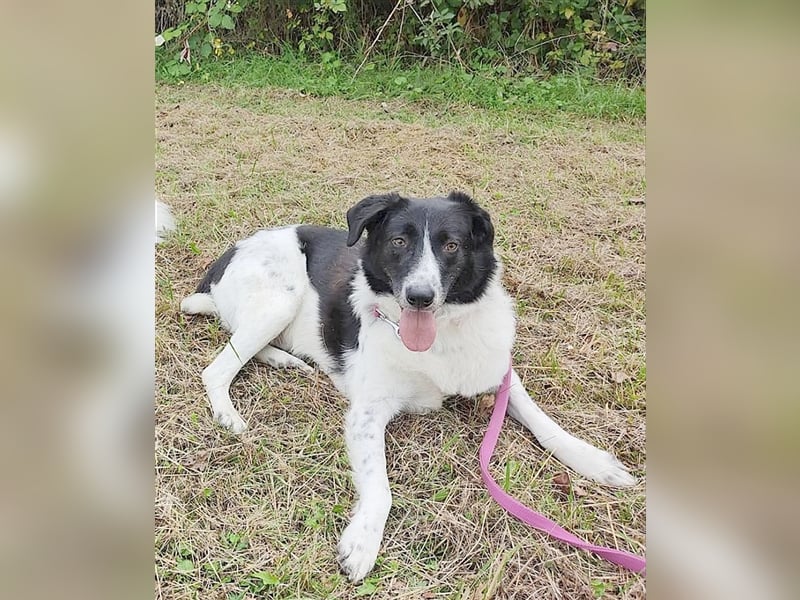 MILO, ein Frauenhund. Kennt auch Katzen. Bereits auf PS in Deutschland