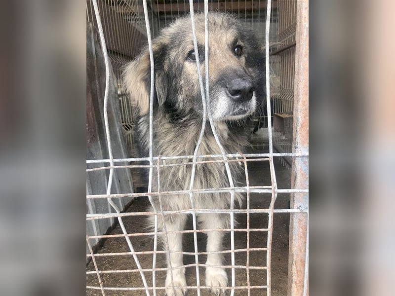 MIO, wunderschöner, megalieber großer Bär