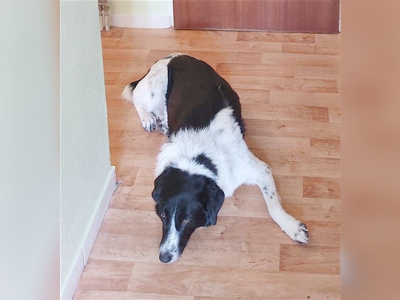 MILO, ein Frauenhund. Kennt auch Katzen. Bereits auf PS in Deutschland