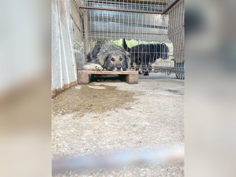 MIO, wunderschöner, megalieber großer Bär